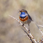 Blaukehlchen Flächenschutz