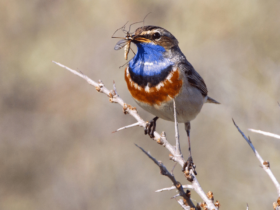 Blaukehlchen Flächenschutz