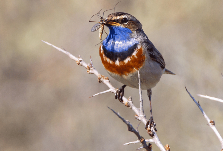 Blaukehlchen Flächenschutz