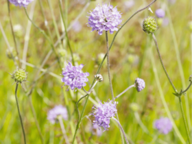 Teufelsabbiss Gartenrundgang